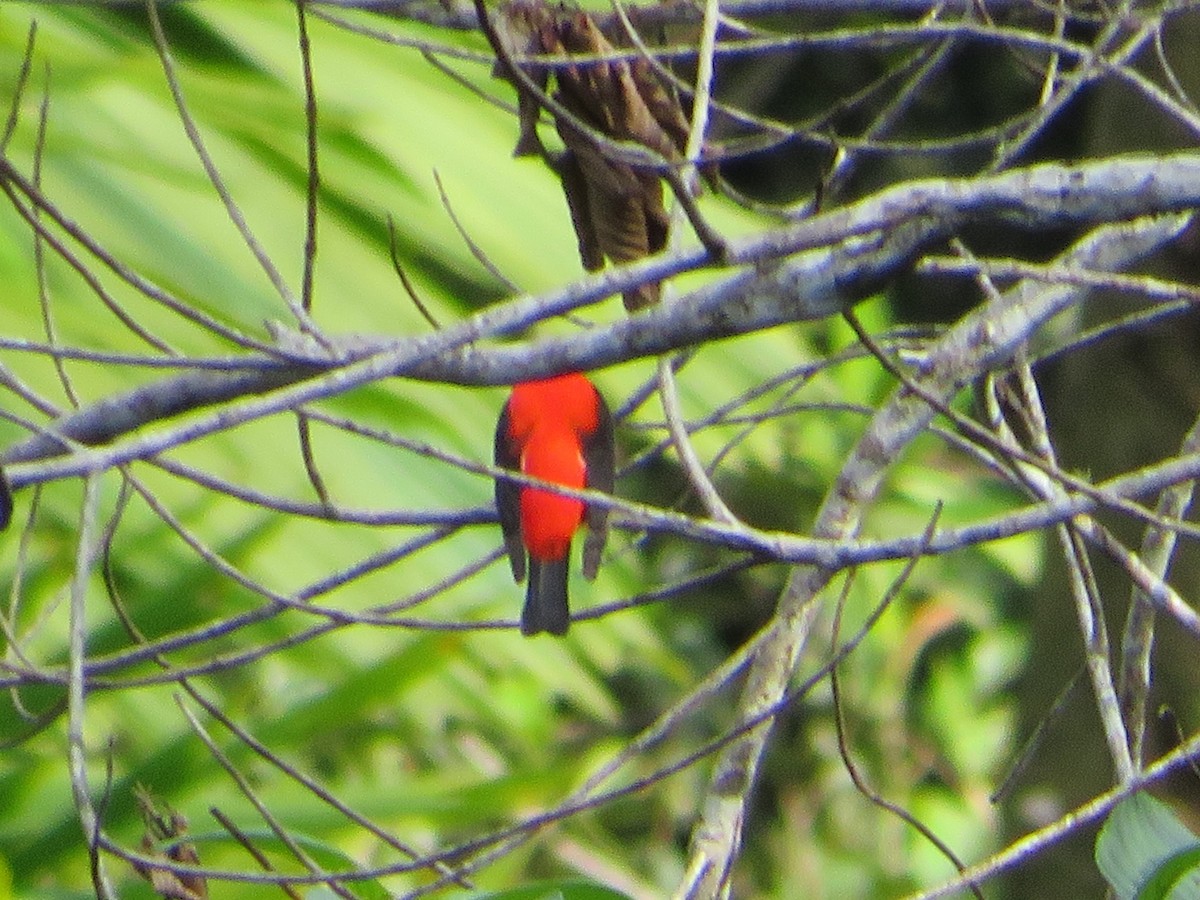 Scarlet Tanager - ML618149284