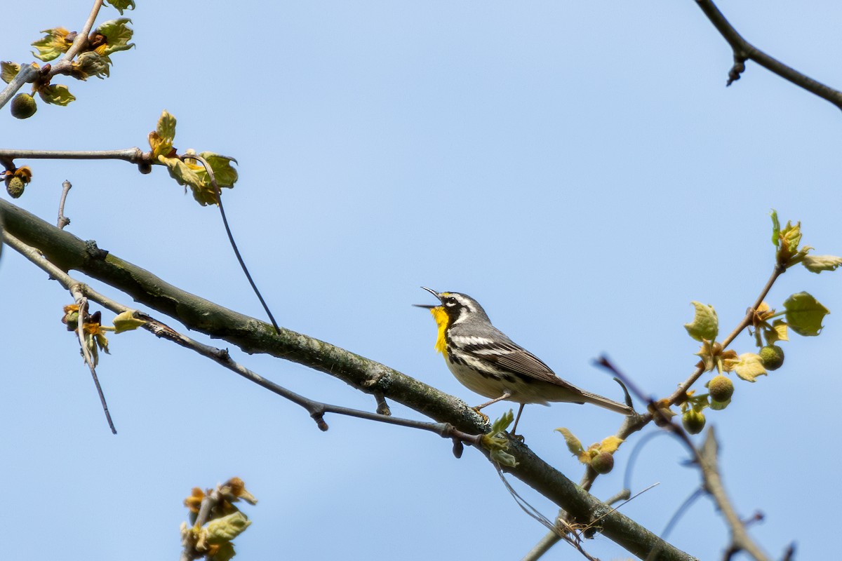 Yellow-throated Warbler - ML618149310