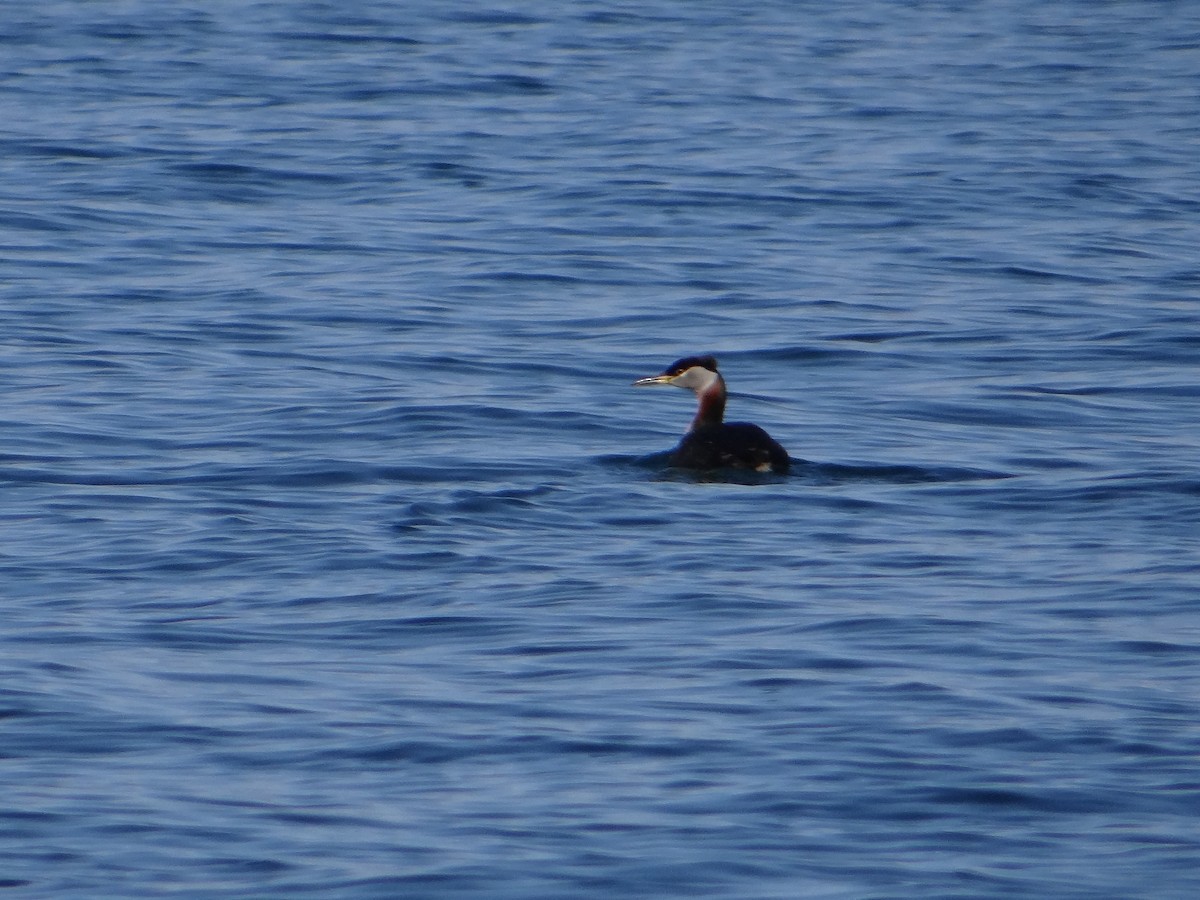Red-necked Grebe - ML618149311