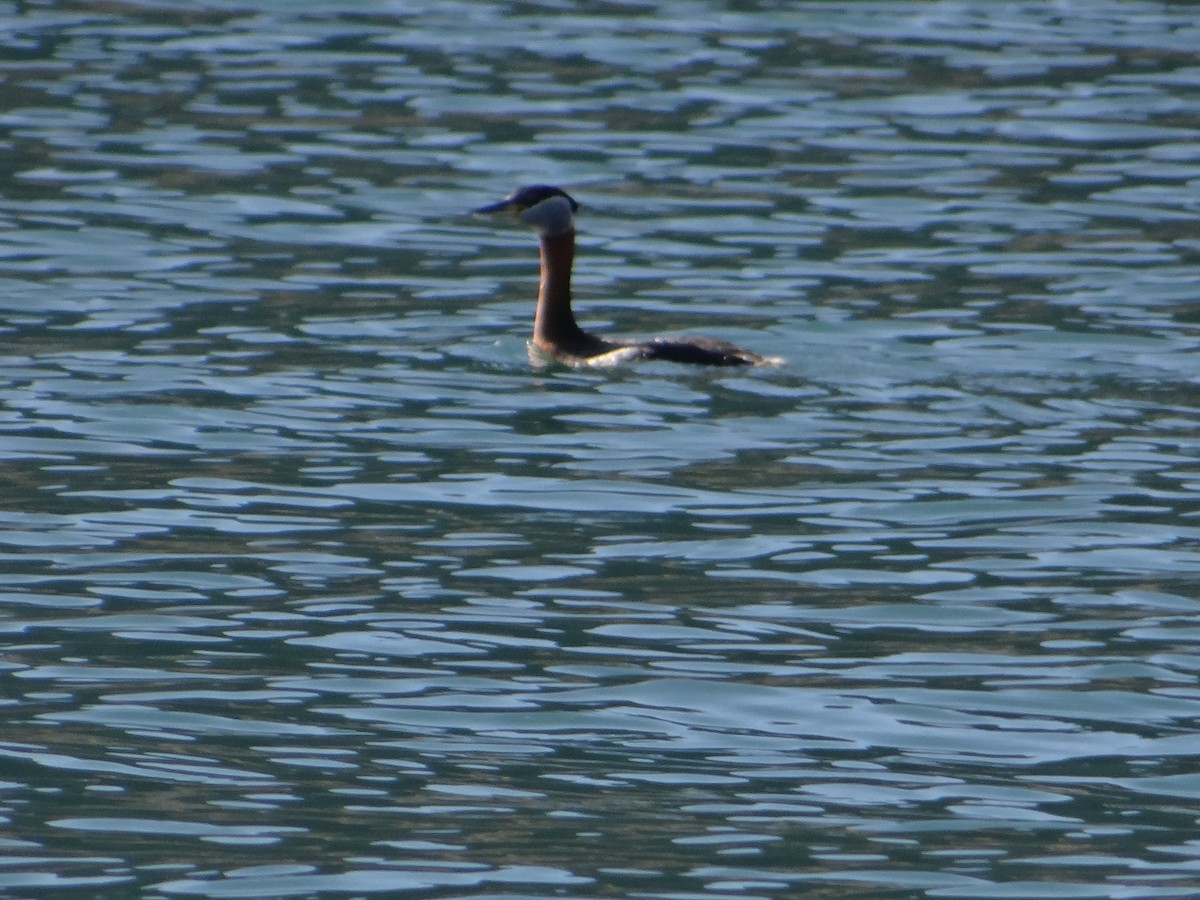 Red-necked Grebe - ML618149319