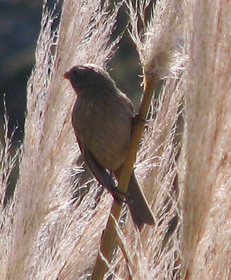 Plain-colored Seedeater - ML618149341