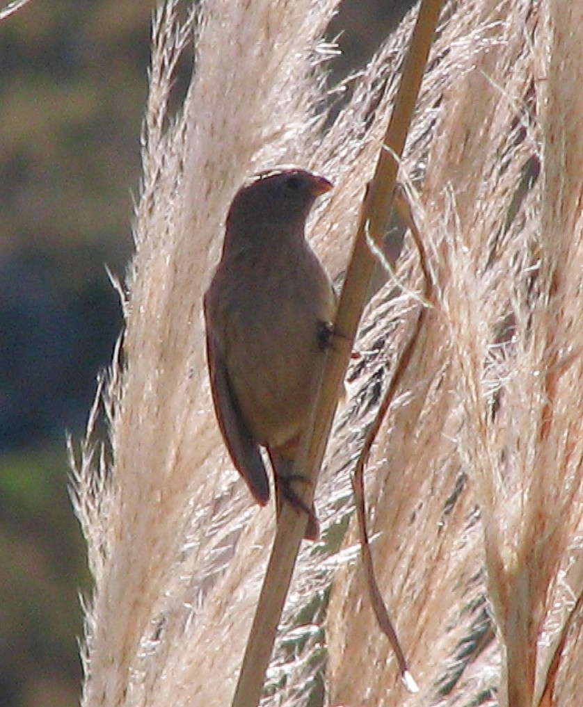 Plain-colored Seedeater - ML618149342