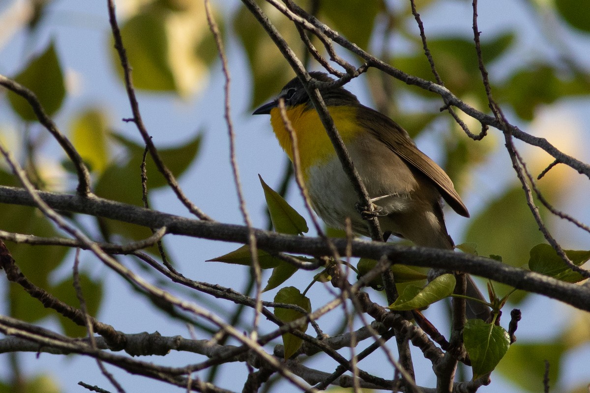 Yellow-breasted Chat - ML618149345