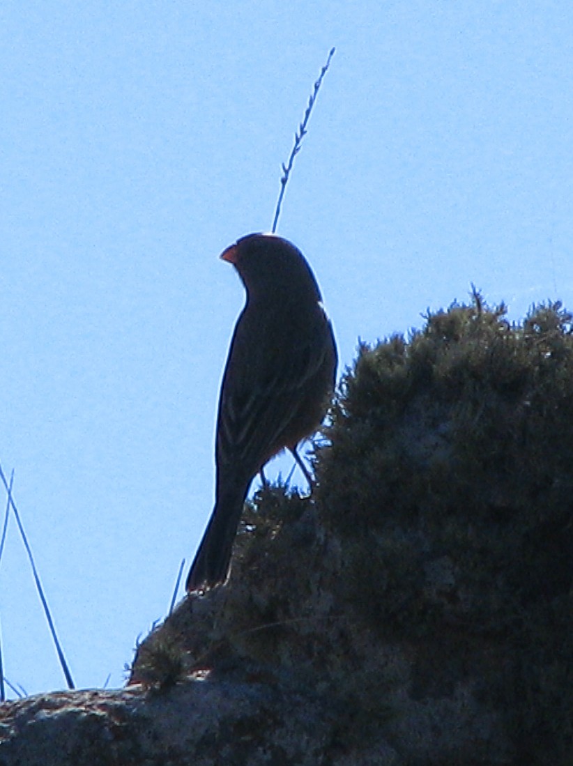 Plain-colored Seedeater - ML618149346