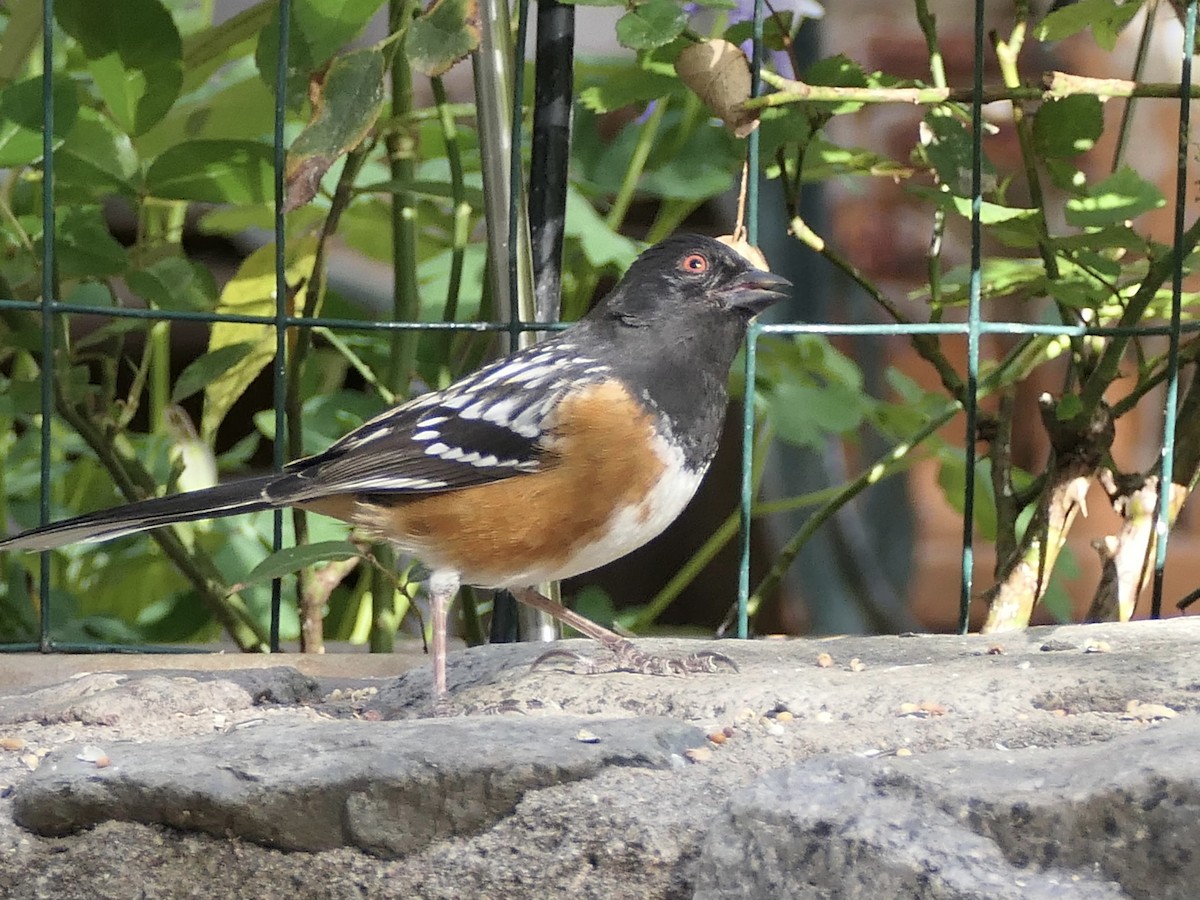 Spotted Towhee - ML618149347