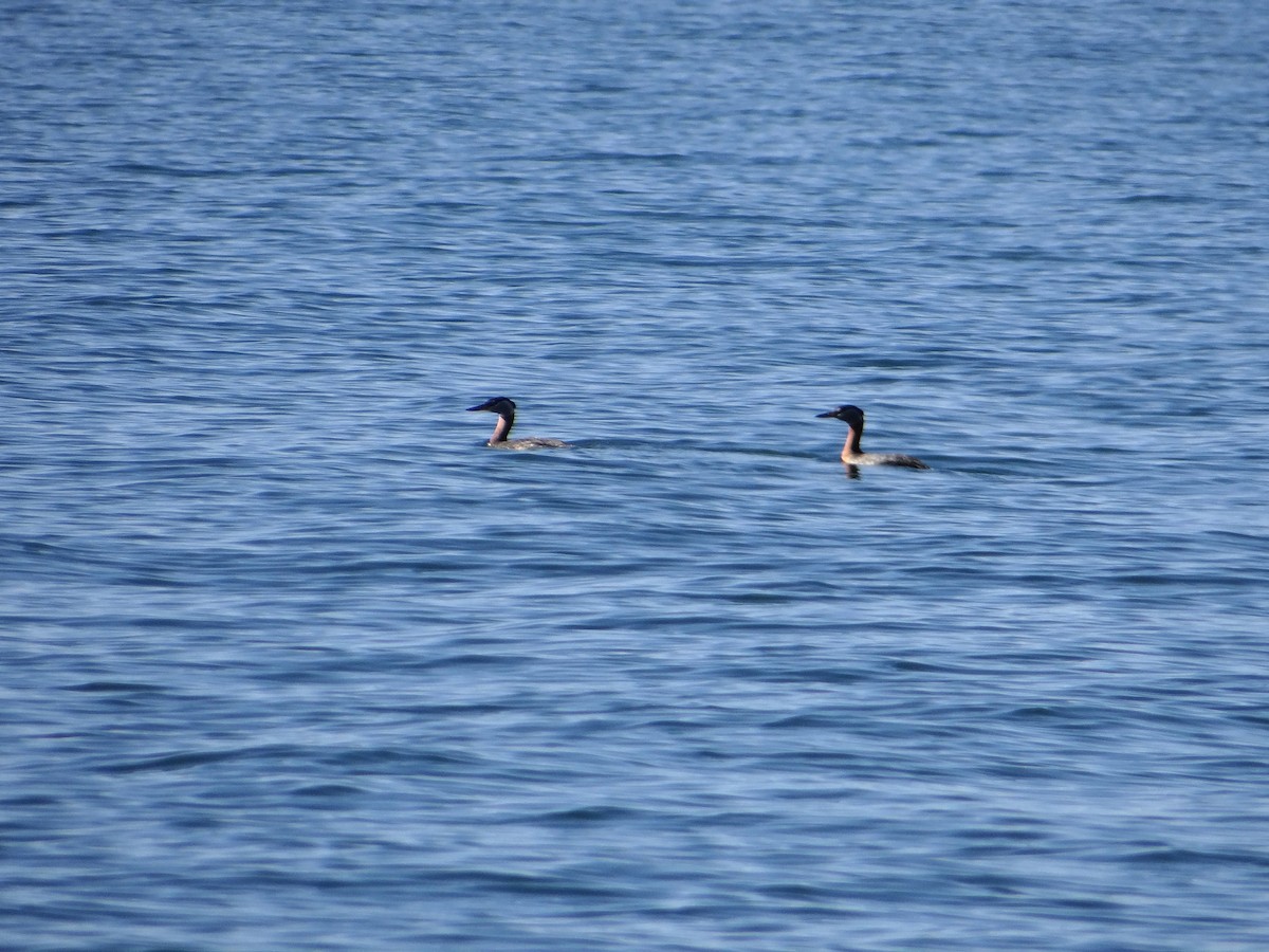 Red-necked Grebe - ML618149360