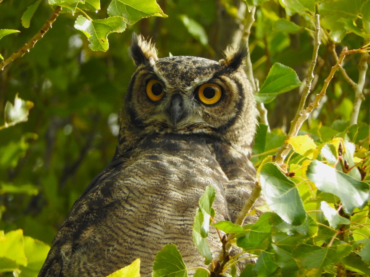 Lesser Horned Owl - ML618149370