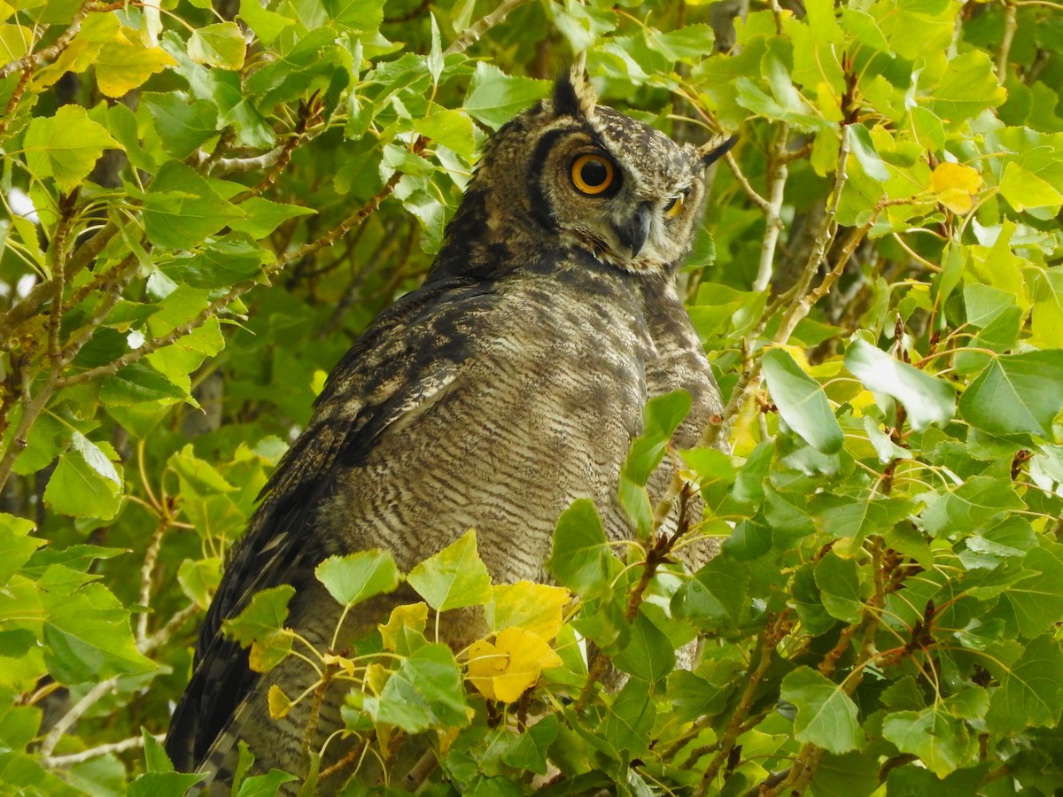 Lesser Horned Owl - ML618149371