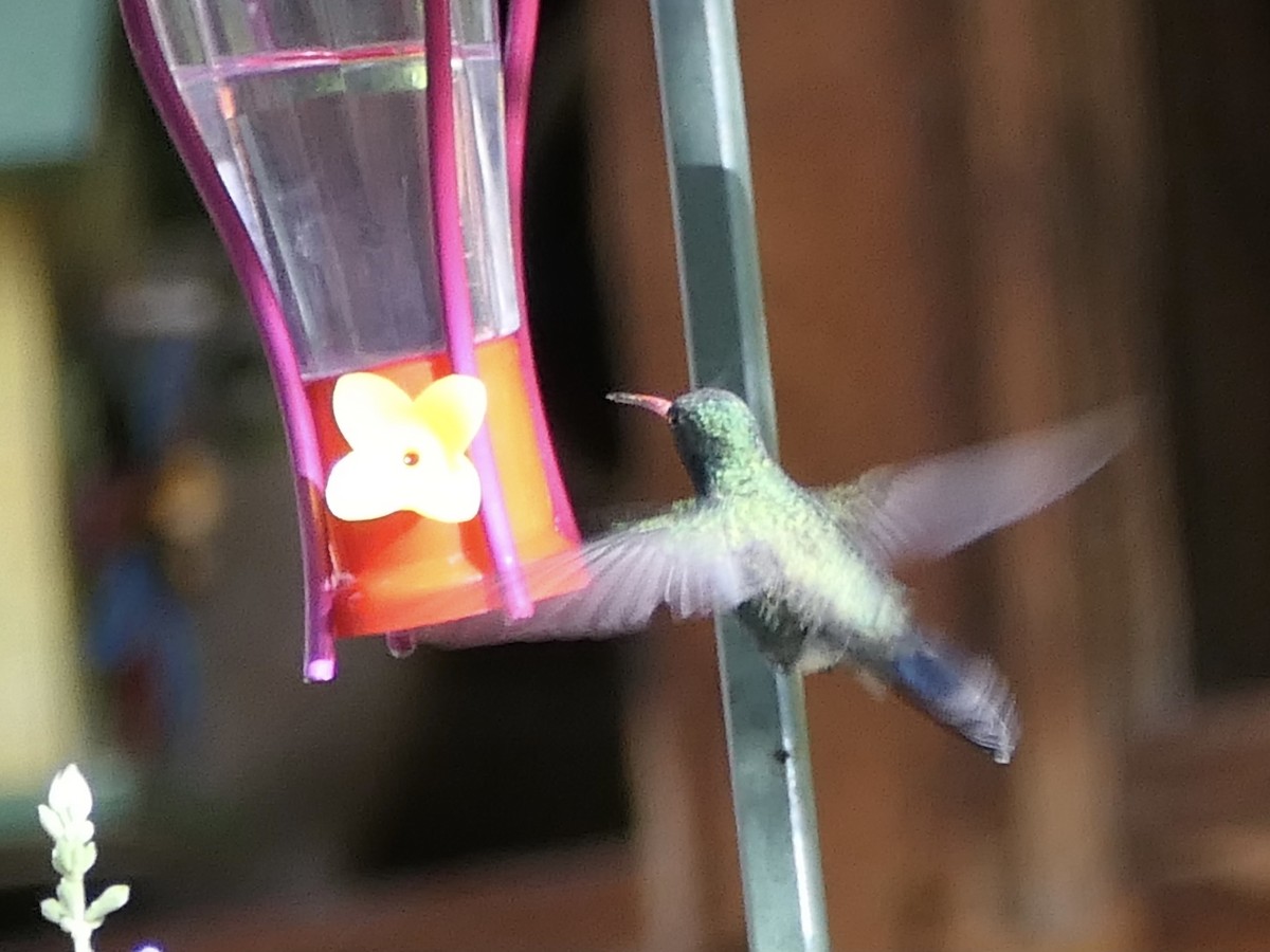 Broad-billed Hummingbird - Nancy Houlihan