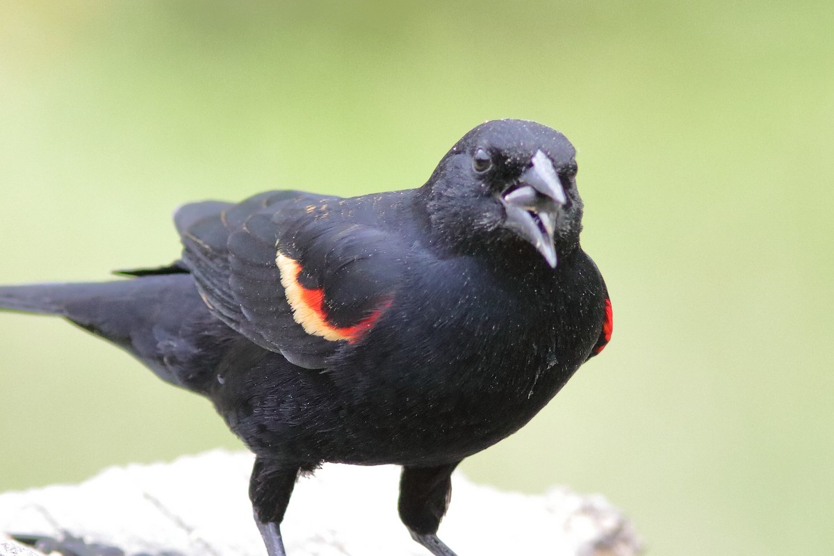 Red-winged Blackbird - ML618149470