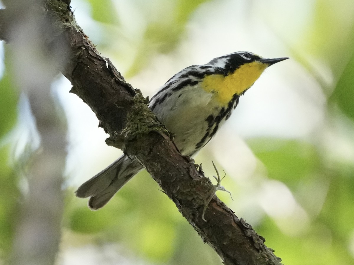 Yellow-throated Warbler - Tami Reece