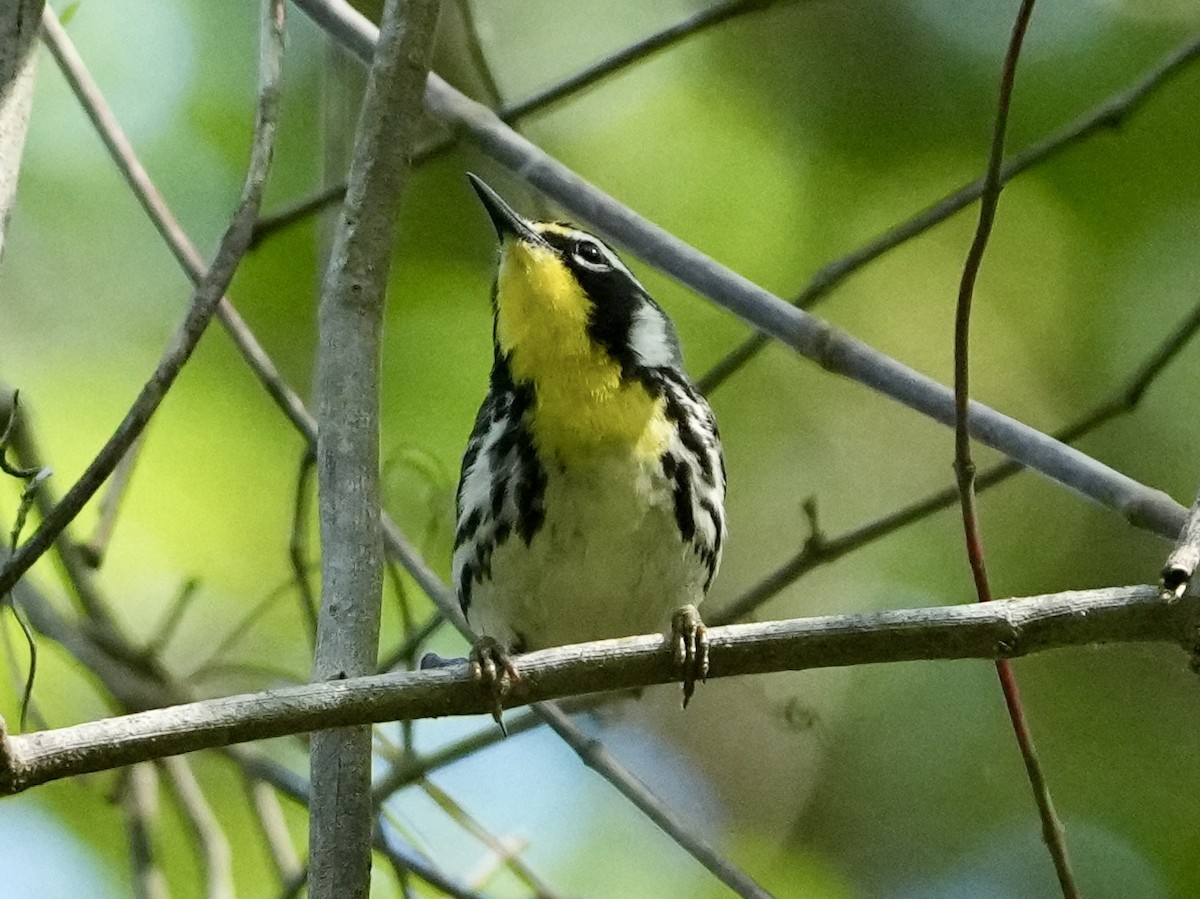 Yellow-throated Warbler - ML618149528