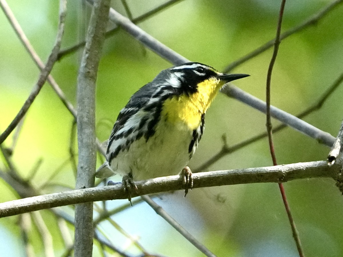 Yellow-throated Warbler - ML618149530