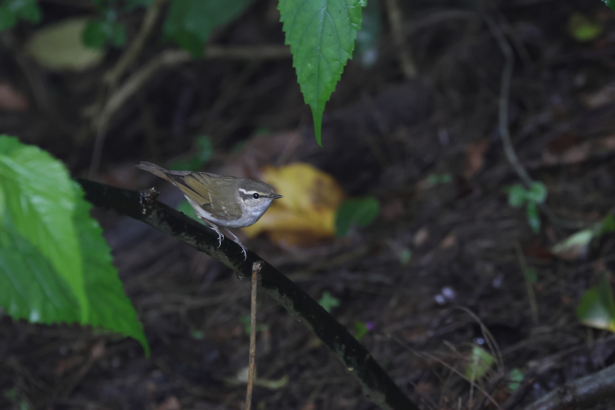 Sakhalin Leaf Warbler - ML618149554