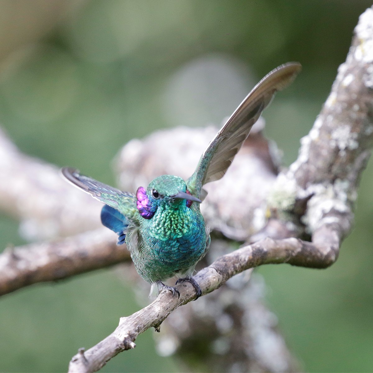 kolibřík ametystouchý - ML618149556