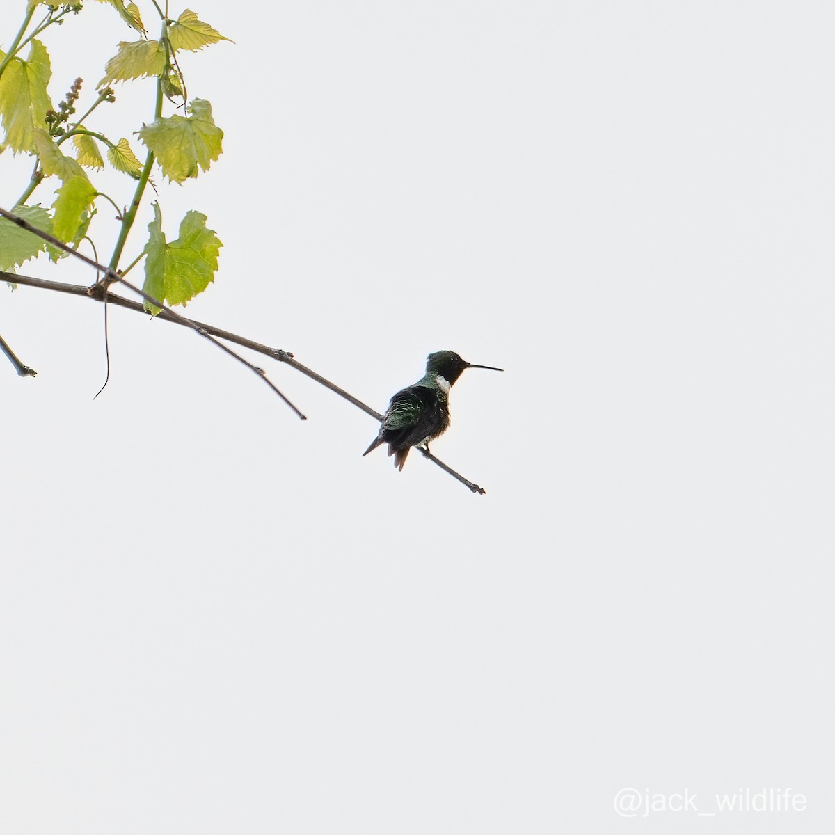 Ruby-throated Hummingbird - ML618149606