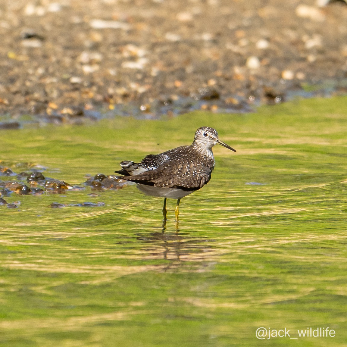 Solitary Sandpiper - Sue and Alan Young