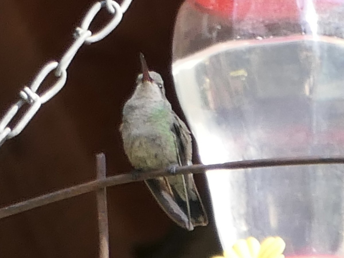 Black-chinned Hummingbird - Nancy Houlihan