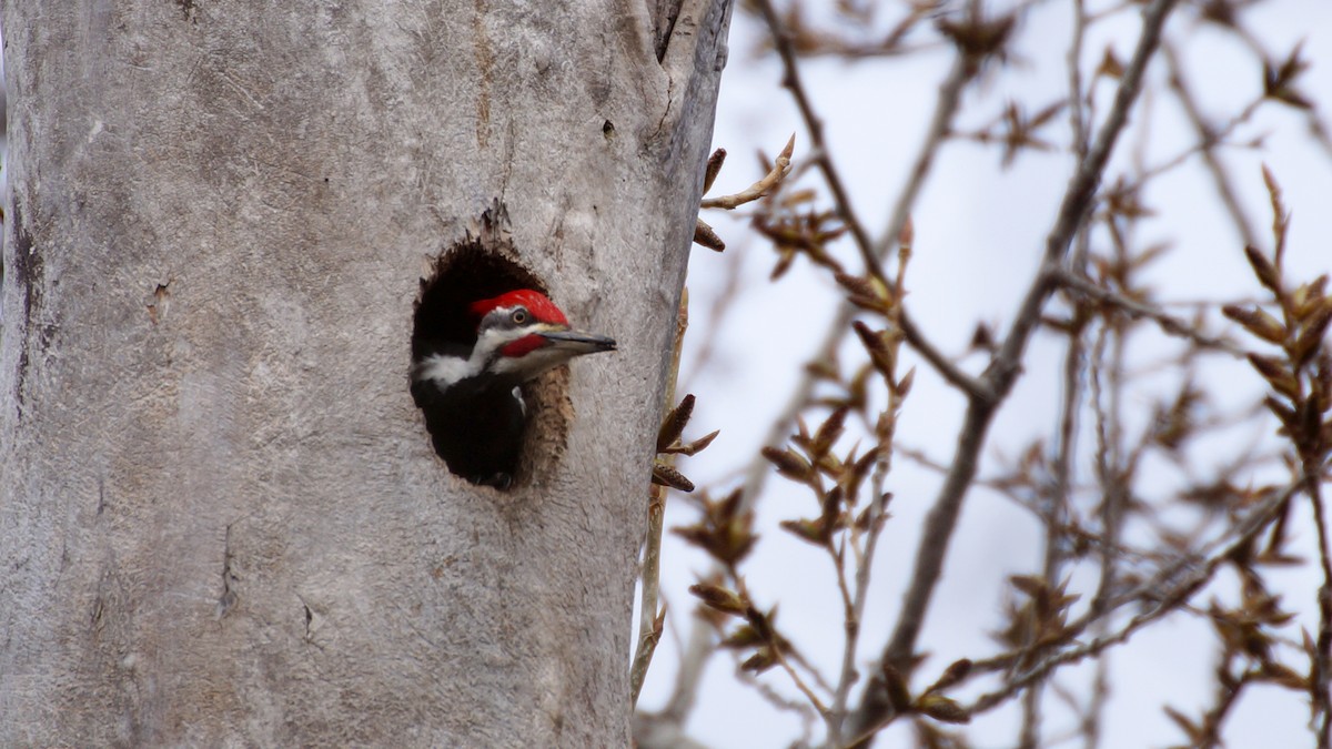 Pileated Woodpecker - Dan Sochirca