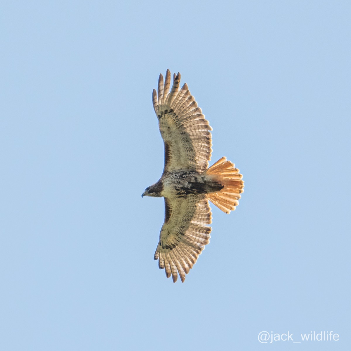 Red-tailed Hawk - ML618149678