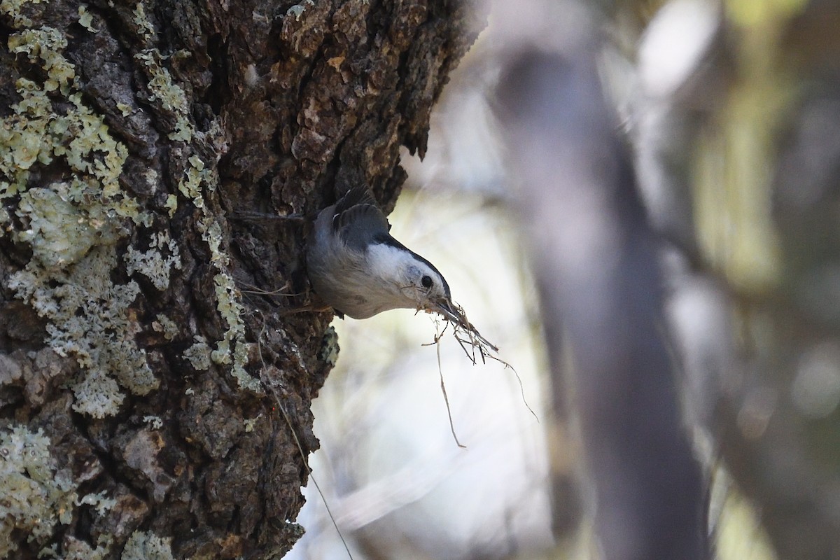 White-breasted Nuthatch - ML618149693