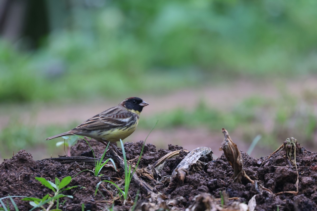 Yellow-breasted Bunting - ML618149696