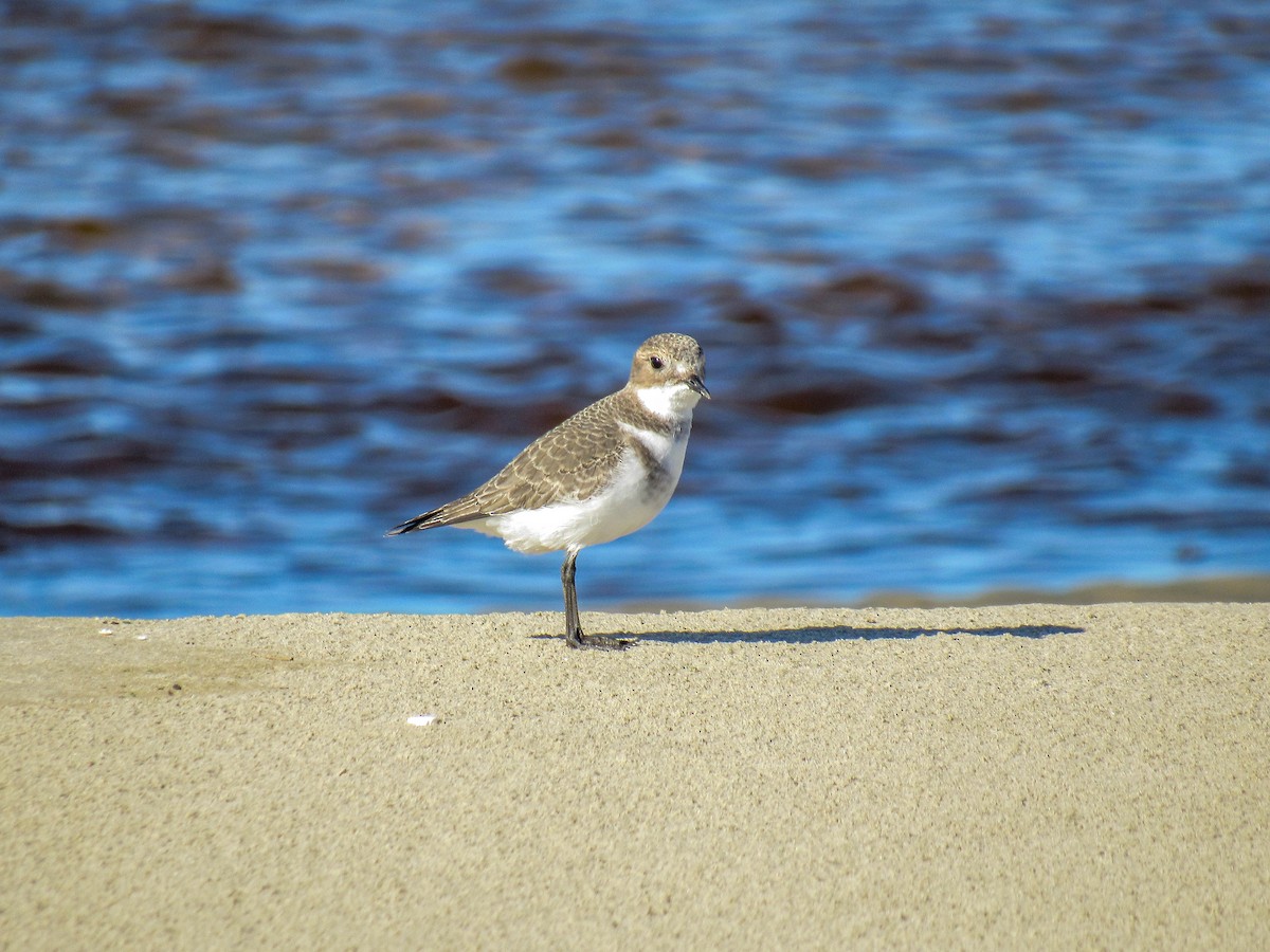 Two-banded Plover - ML618149705