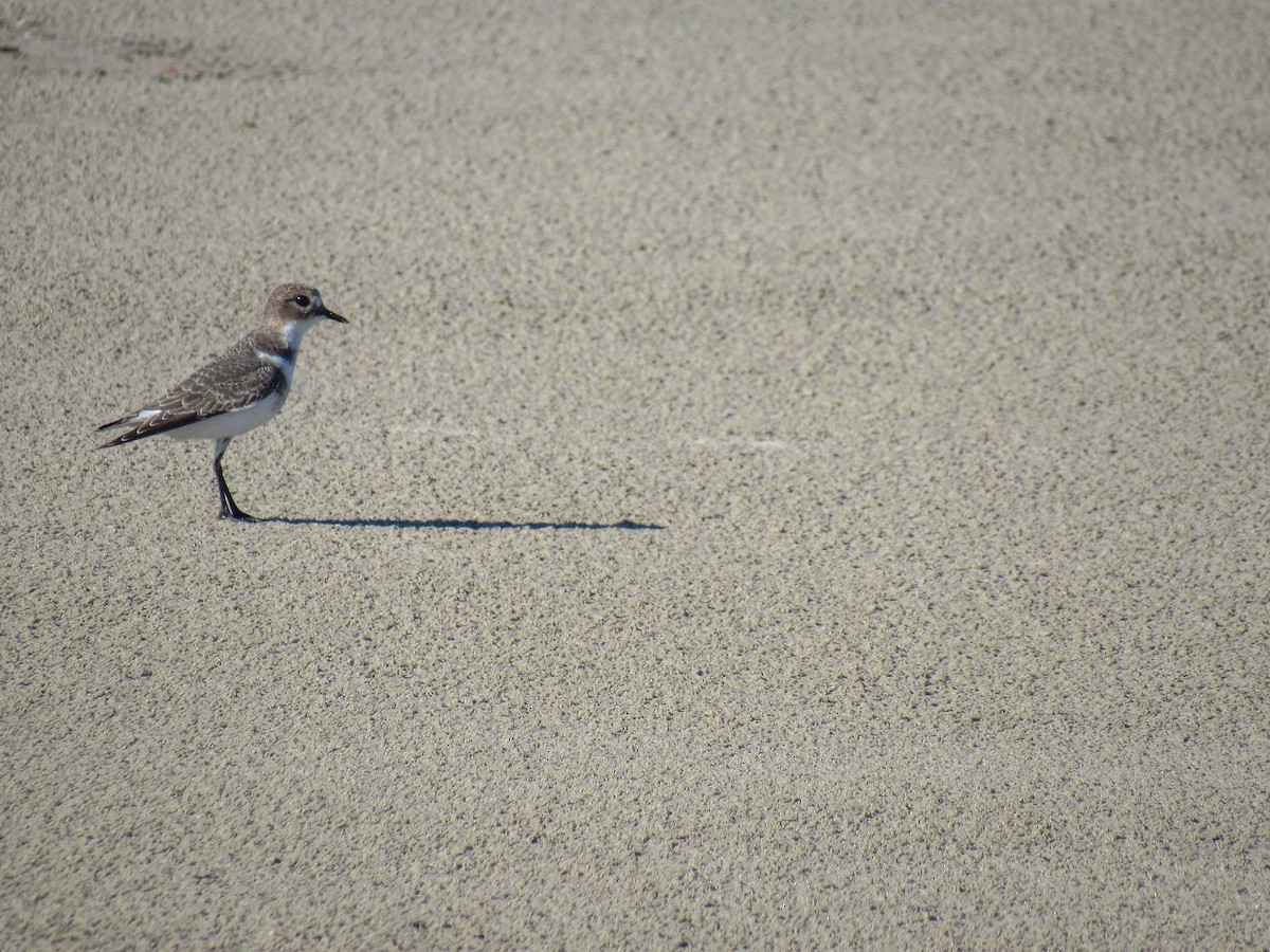 Two-banded Plover - ML618149707