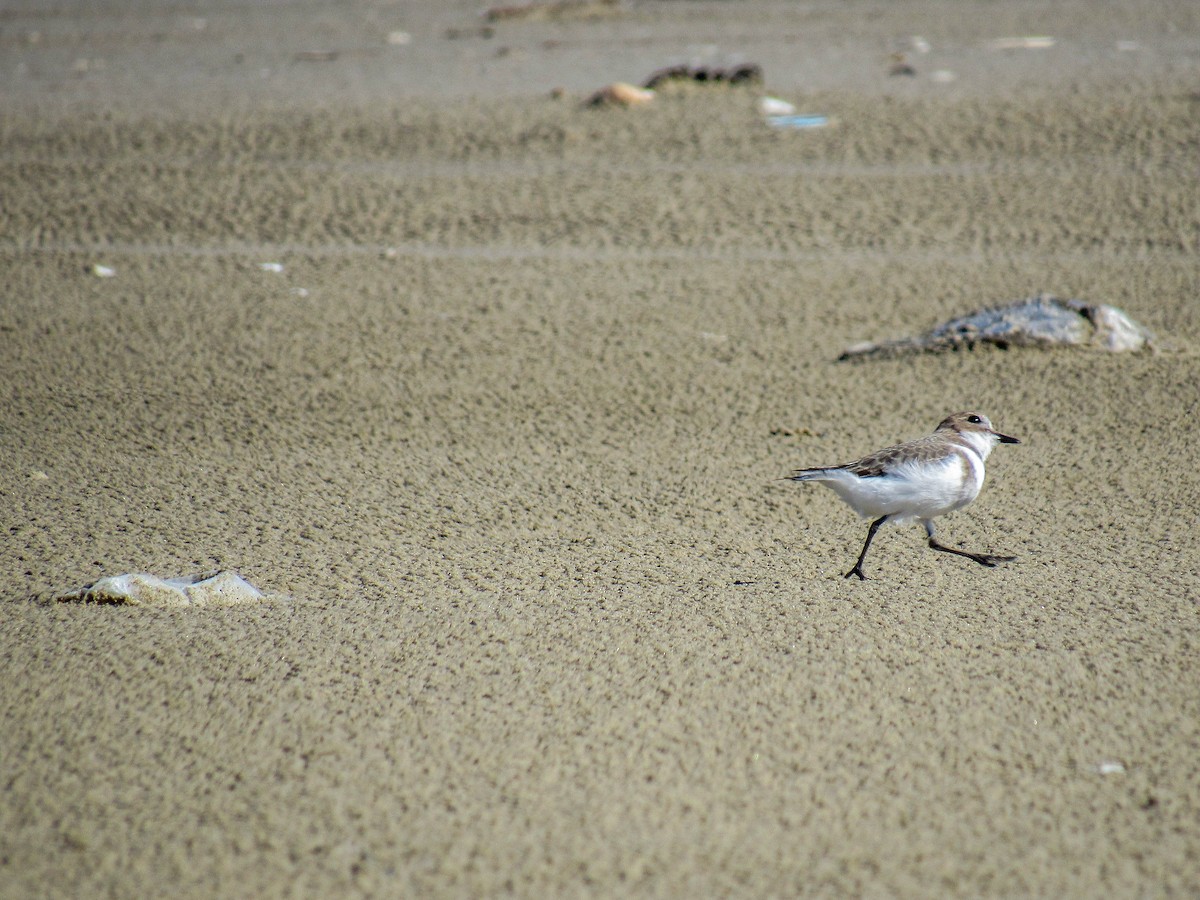 Two-banded Plover - ML618149708