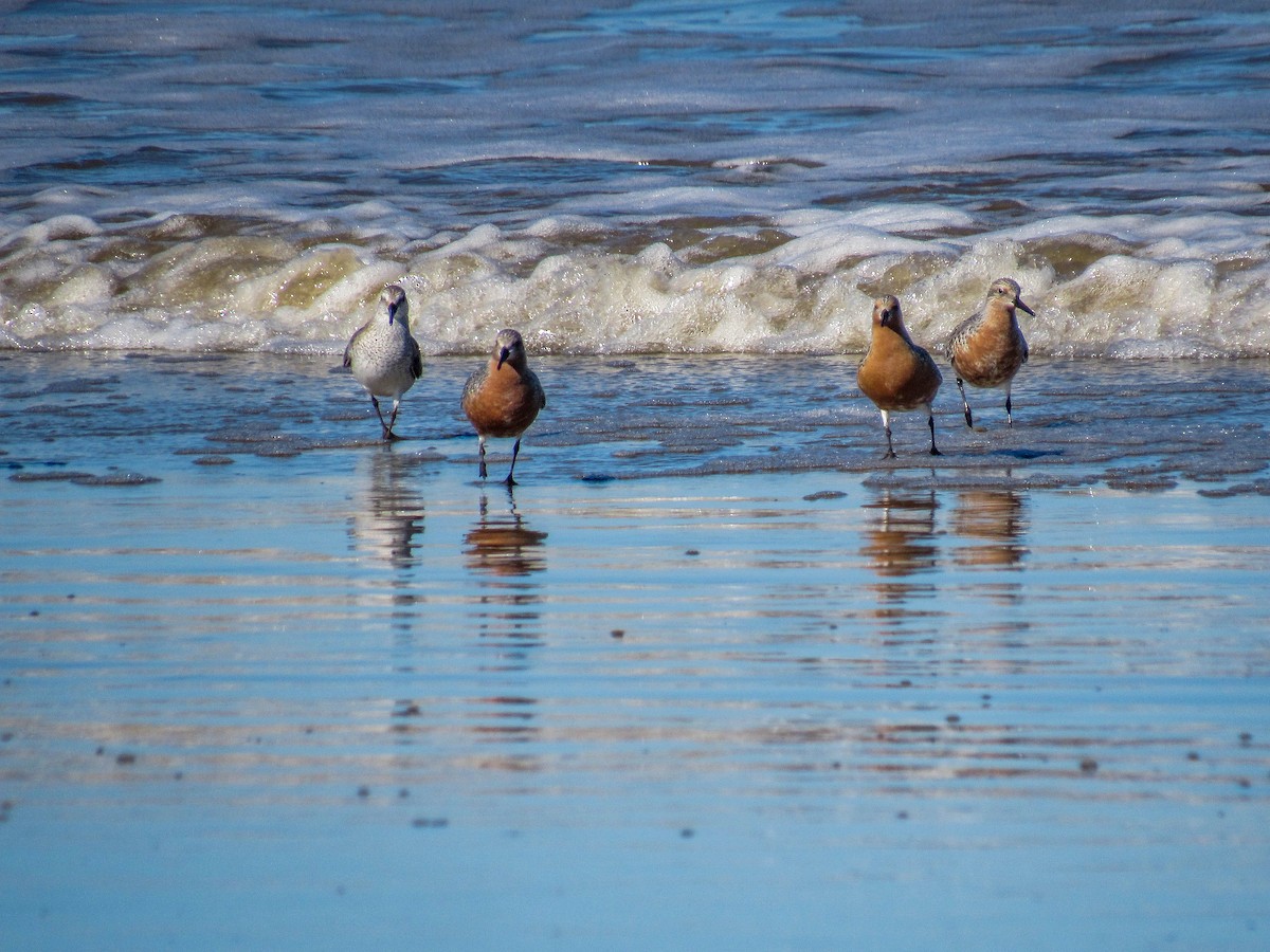 Red Knot - ML618149719