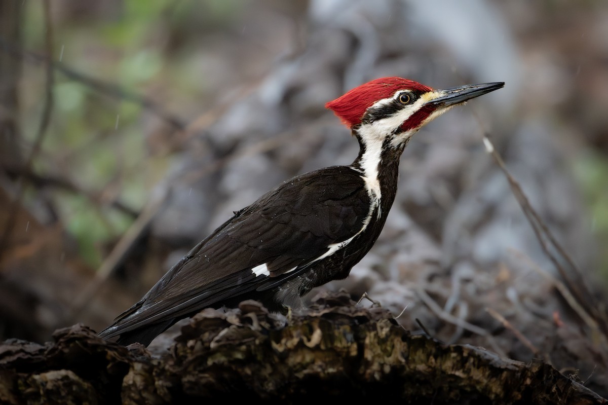 Pileated Woodpecker - Mark Parker