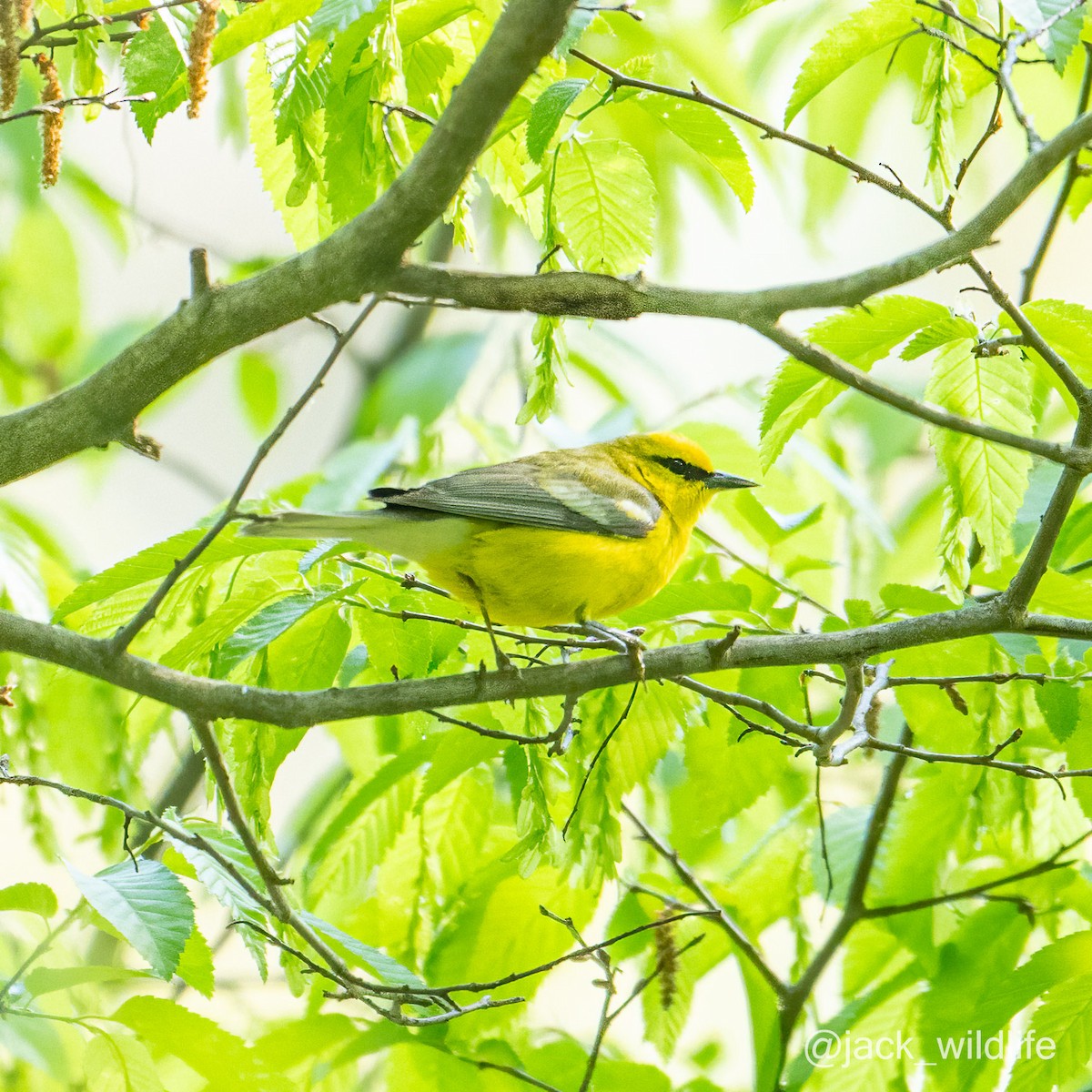 Blue-winged Warbler - Sue and Alan Young