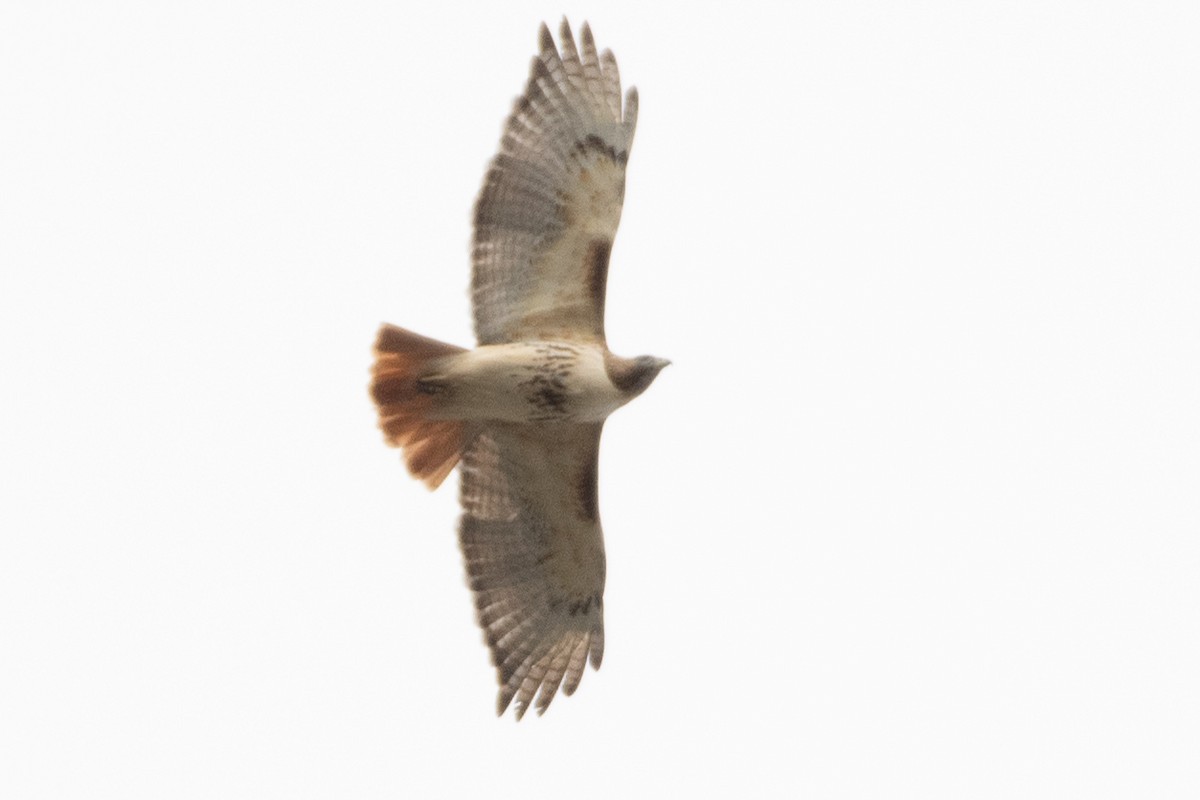 Red-tailed Hawk - ML618149761