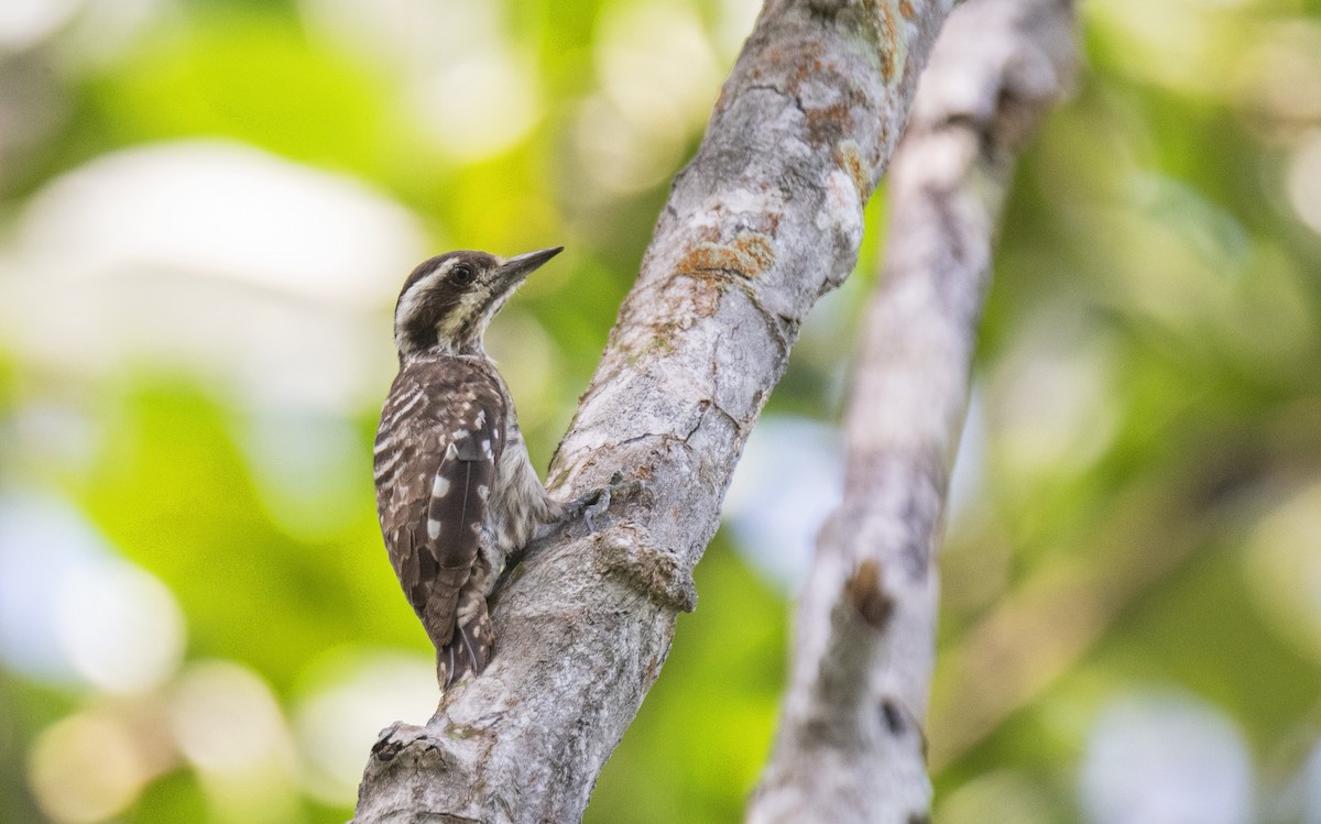 Sunda Pygmy Woodpecker - ML618149772