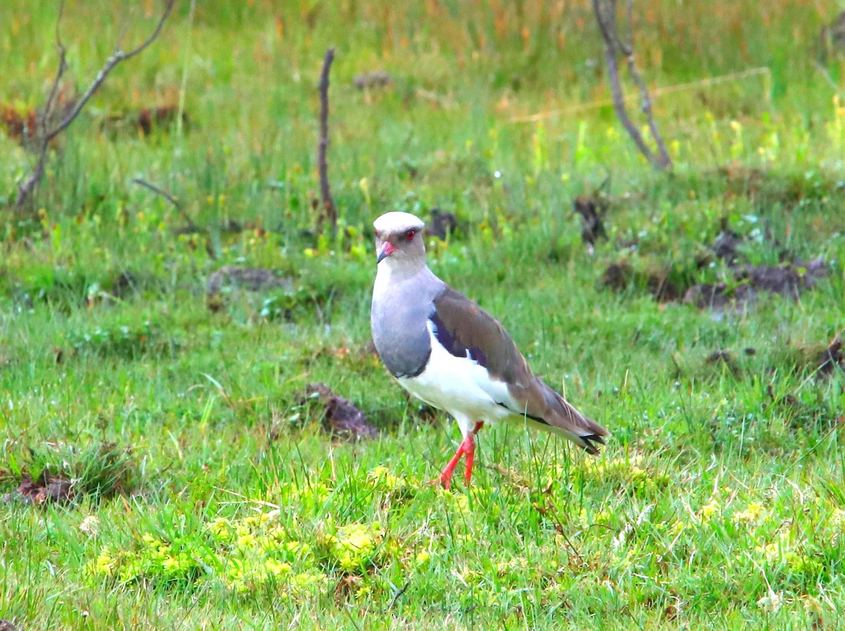 Andean Lapwing - ML618149773