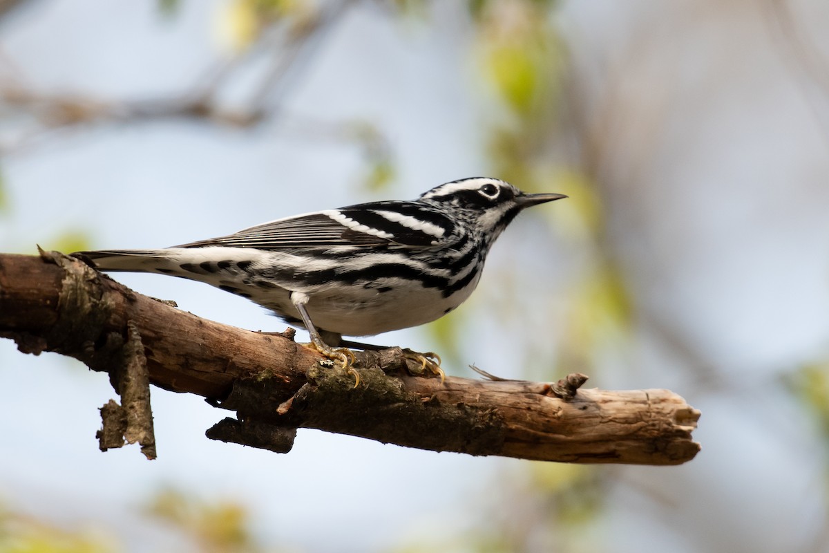 Black-and-white Warbler - ML618149788