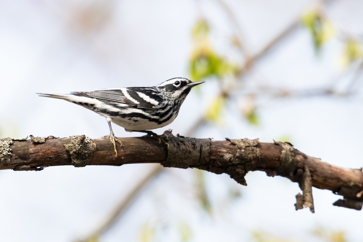 Black-and-white Warbler - ML618149789