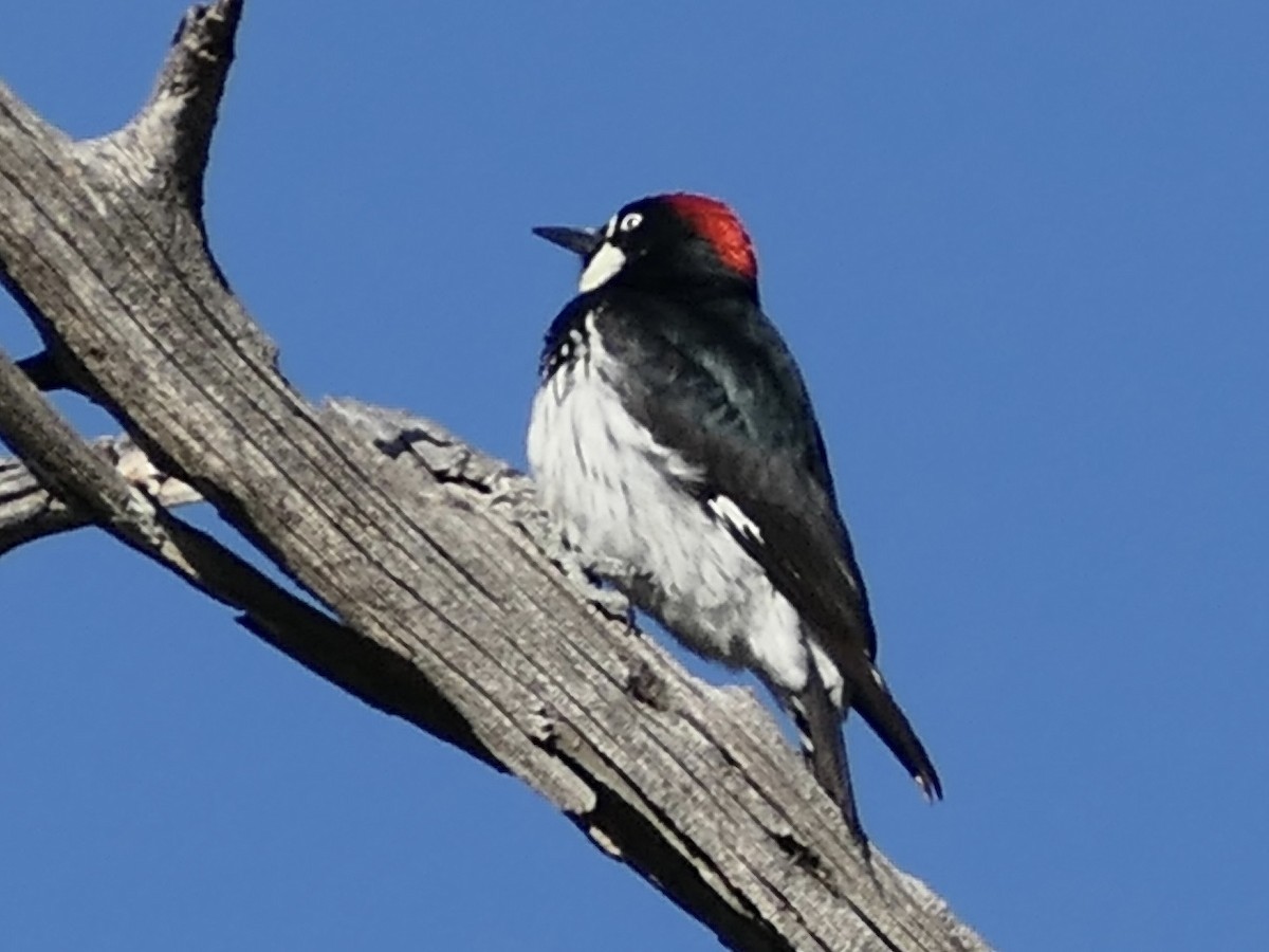 Acorn Woodpecker - ML618149793