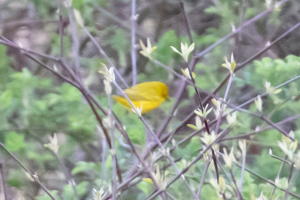 Yellow Warbler - ML618149811