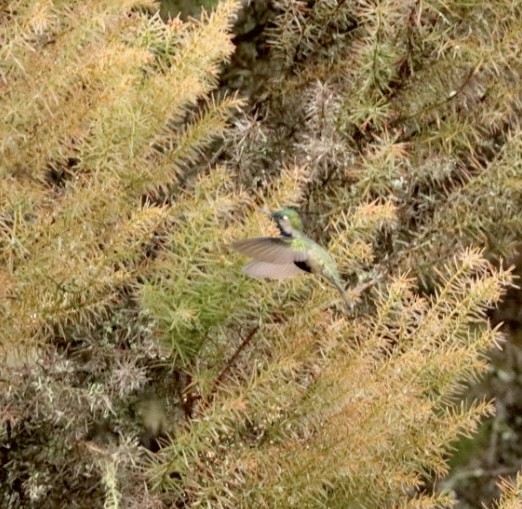 Green-crowned Plovercrest - ML618149862