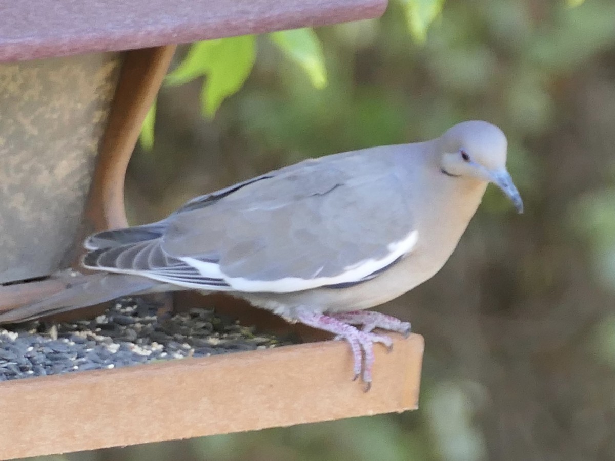 White-winged Dove - ML618149880