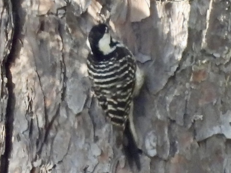 Red-cockaded Woodpecker - ML618149926