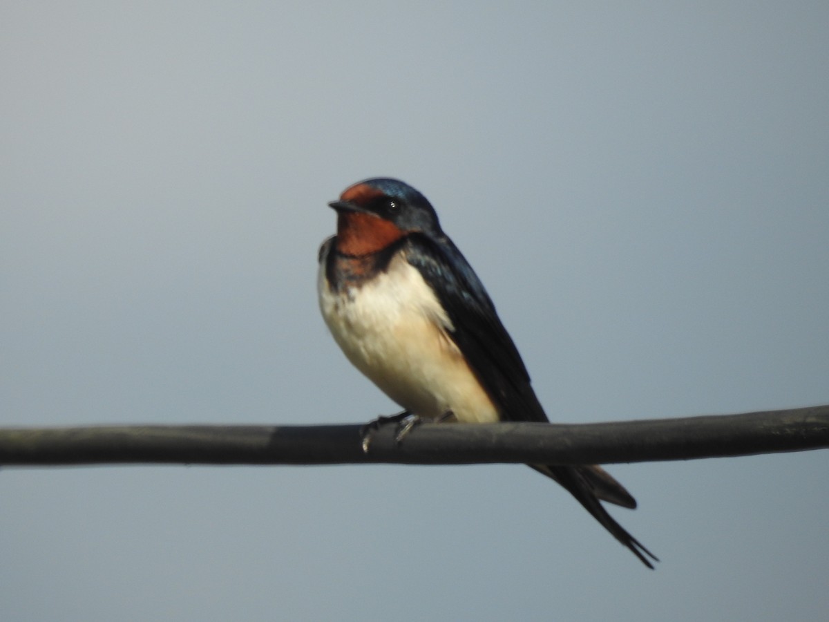 Barn Swallow - ML618149947