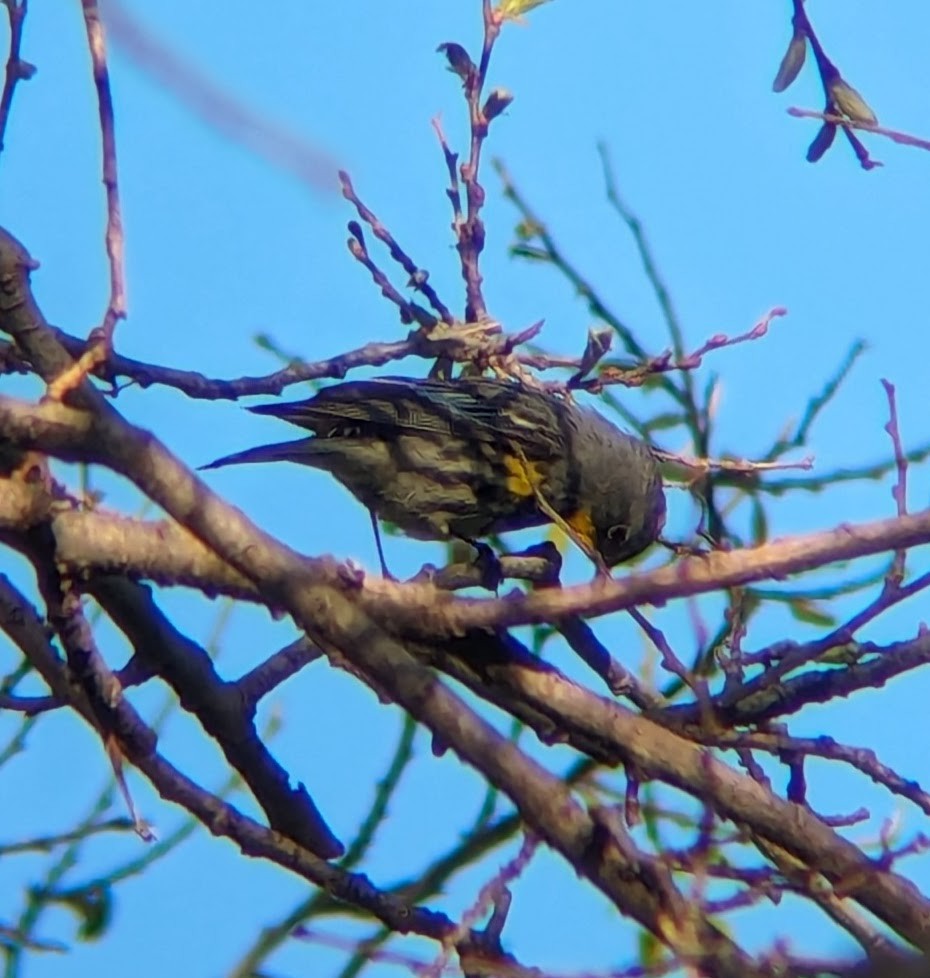 Yellow-rumped Warbler (Audubon's) - ML618149953