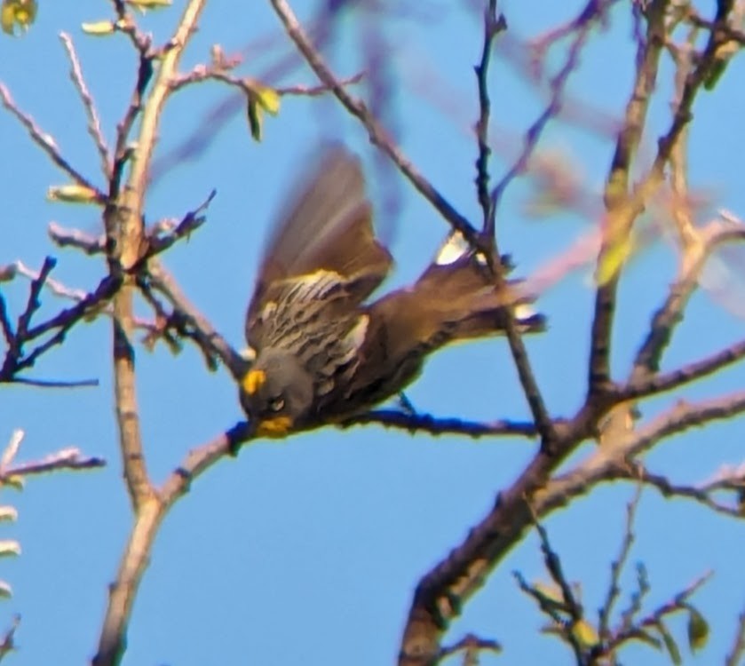 Yellow-rumped Warbler (Audubon's) - ML618149954