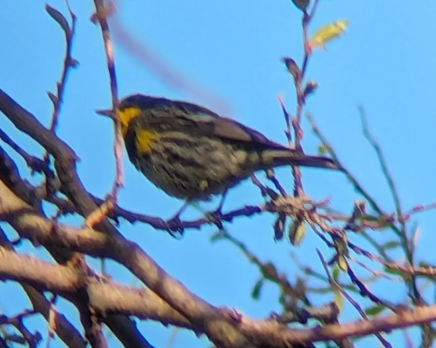 Yellow-rumped Warbler (Audubon's) - ML618149955