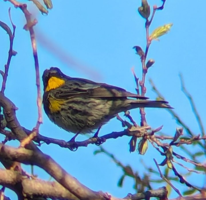Yellow-rumped Warbler (Audubon's) - ML618149956