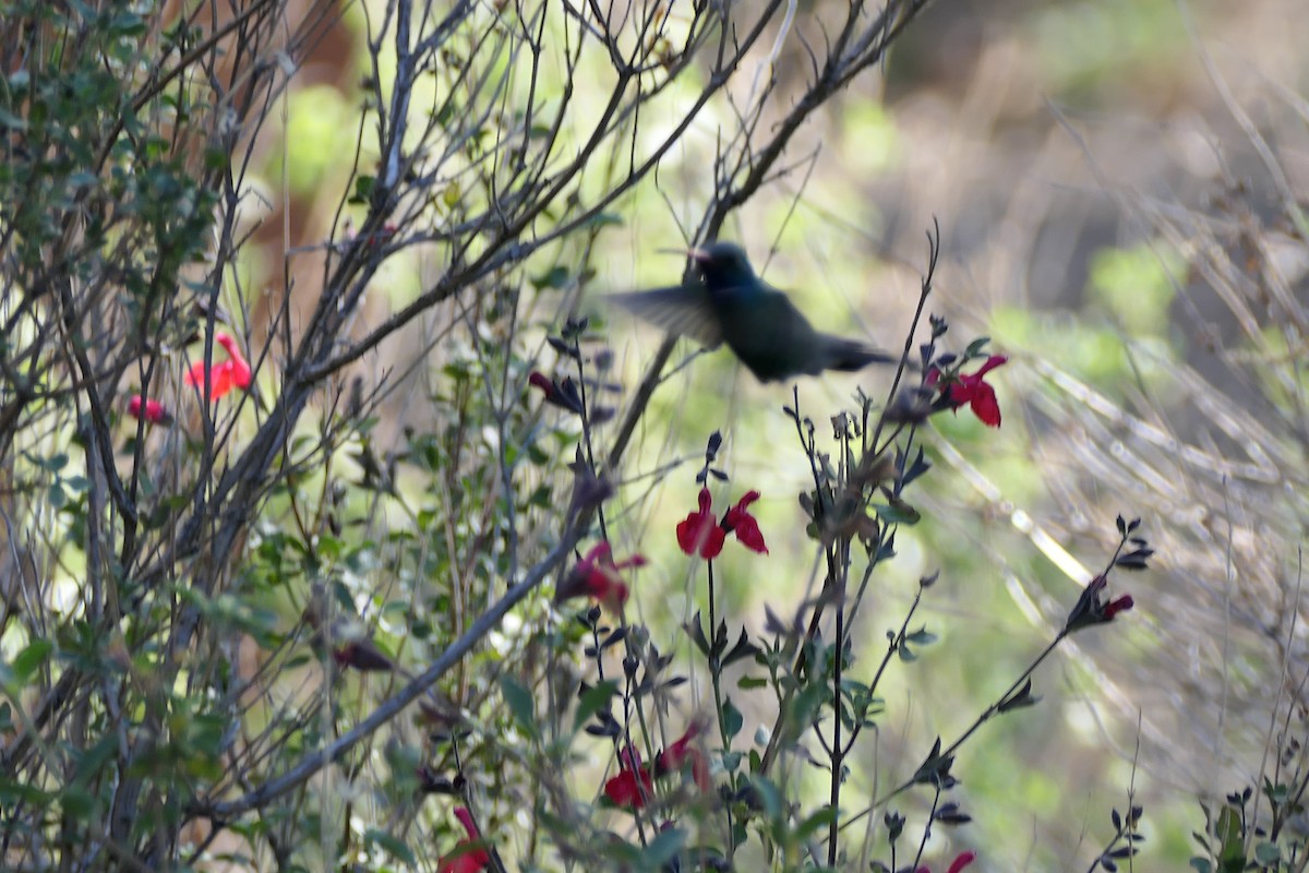 Broad-billed Hummingbird - Nancy Houlihan