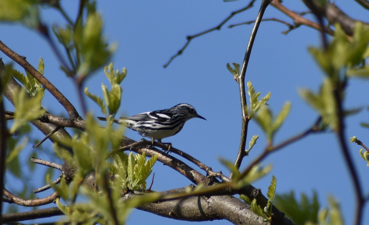 Black-and-white Warbler - ML618149998