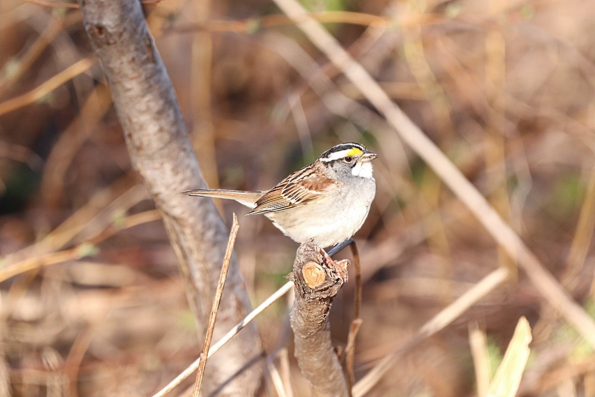 White-throated Sparrow - Yves Robichaud